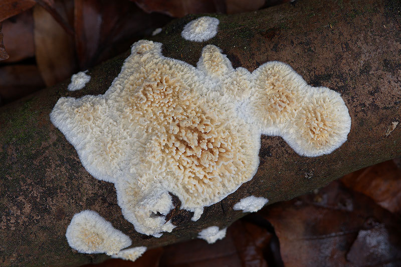 Basidioradulum radula